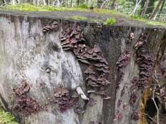 Stereum sanguinolentum