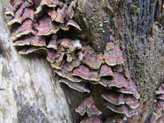 Stereum sanguinolentum