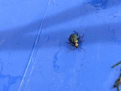 Agonum octopunctatum