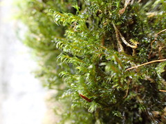 Racomitrium lawtonae