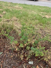 Potentilla