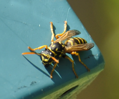 Polistes dominula