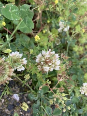 Trifolium repens