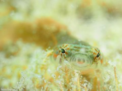 Lepadogaster candolii