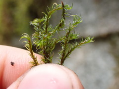 Racomitrium lawtonae