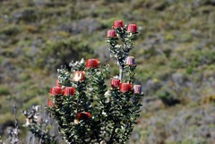 Banksia coccinea