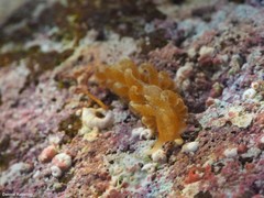 Spurilla neapolitana