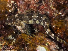 Lipophrys trigloides