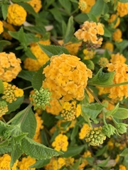 Lantana