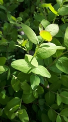 Lathyrus ochroleucus