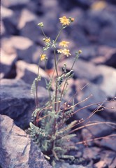Packera millelobata