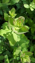 Lathyrus ochroleucus