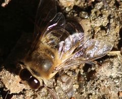 Apis mellifera