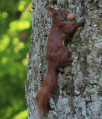 Sciurus vulgaris