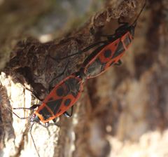 Pyrrhocoris apterus