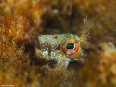 Parablennius goreensis