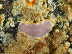 Felimida purpurea