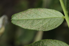 Peronospora