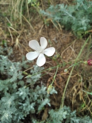 Dianthus marschallii