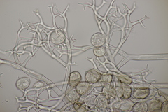 Peronospora