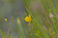 Utricularia cornuta