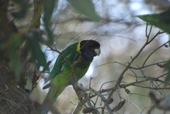Barnardius zonarius semitorquatus