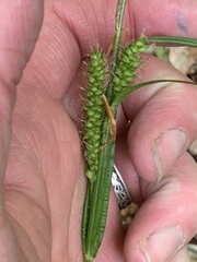 Carex scabrata