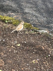 Turdus iliacus coburni