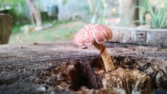 Gymnopilus subpurpuratus