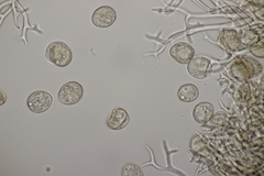 Peronospora
