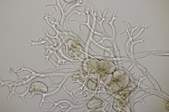 Peronospora
