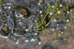 Eriocaulon koernickianum