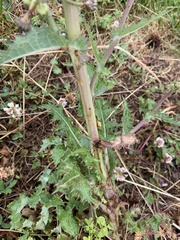 Sonchus asper