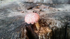 Gymnopilus subpurpuratus