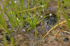 Eriocaulon koernickianum