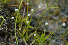 Eriocaulon koernickianum
