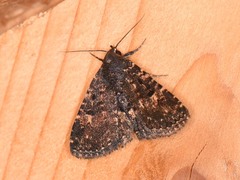 Metalectra diabolica