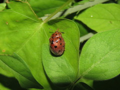 Chelymorpha cassidea