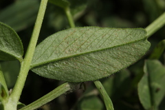 Peronospora