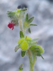 Cynoglossum pustulatum