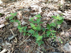 Veronica peduncularis