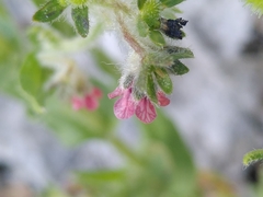 Cynoglossum pustulatum