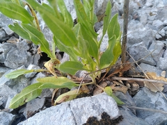 Cynoglossum pustulatum