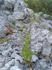 Cynoglossum pustulatum