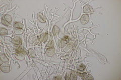 Peronospora