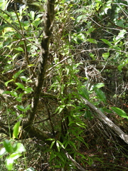 Lygodium articulatum