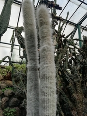 Cleistocactus strausii