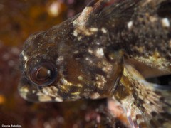 Lipophrys trigloides