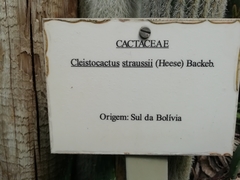 Cleistocactus strausii