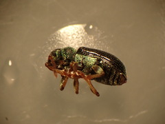 Phyllobius viridicollis